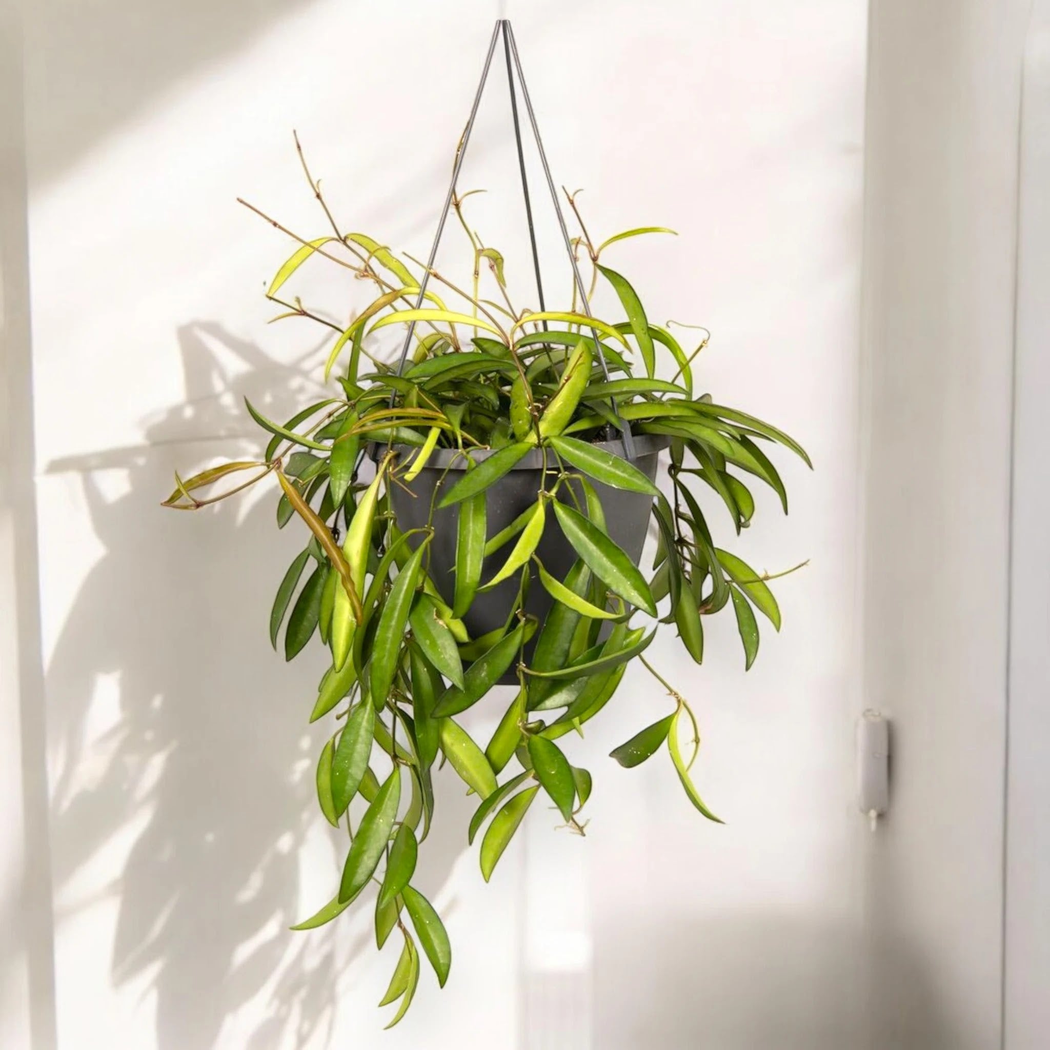 Hoya wayetii