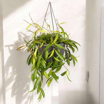 Hoya wayetii