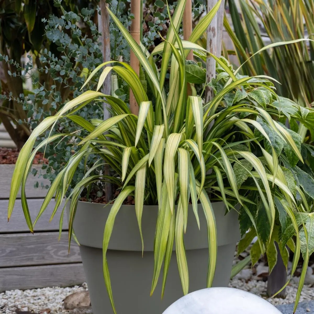 Phormium tenax