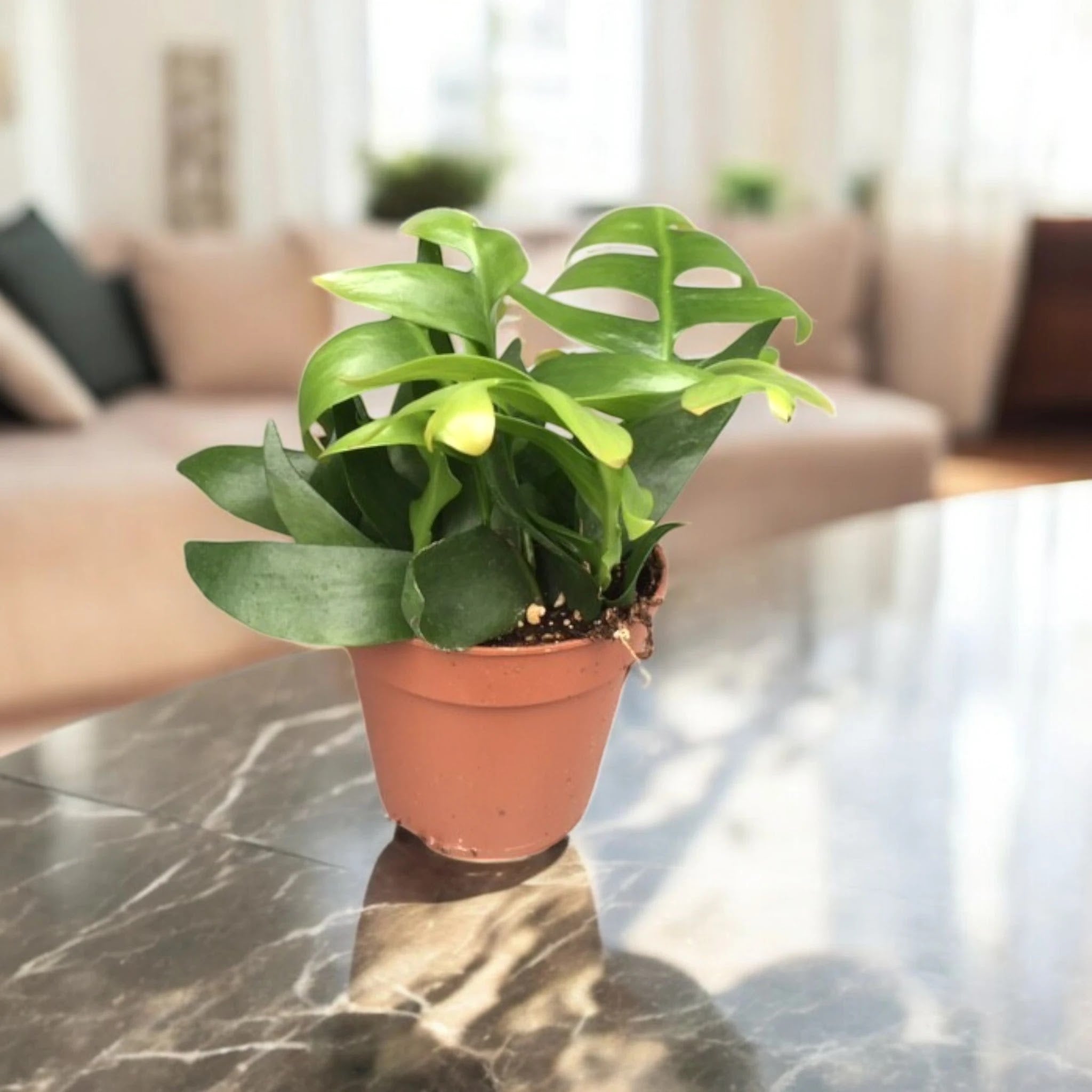 Epiphyllum chrysocardium