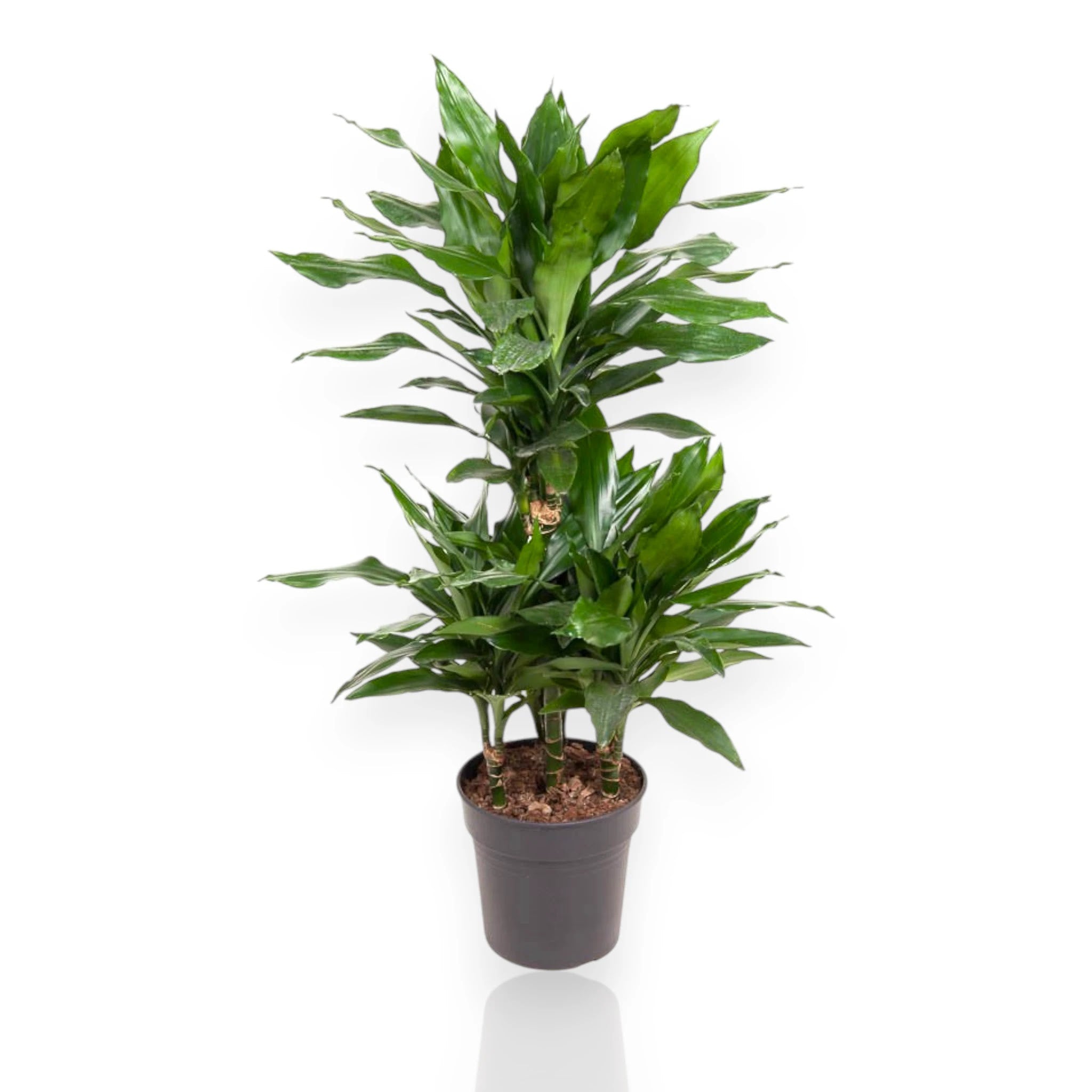 Dracaena fragrans 'Janet Lind'