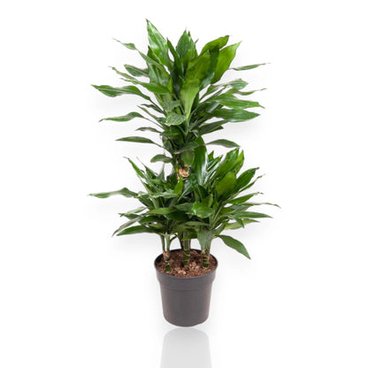 Dracaena fragrans 'Janet Lind'