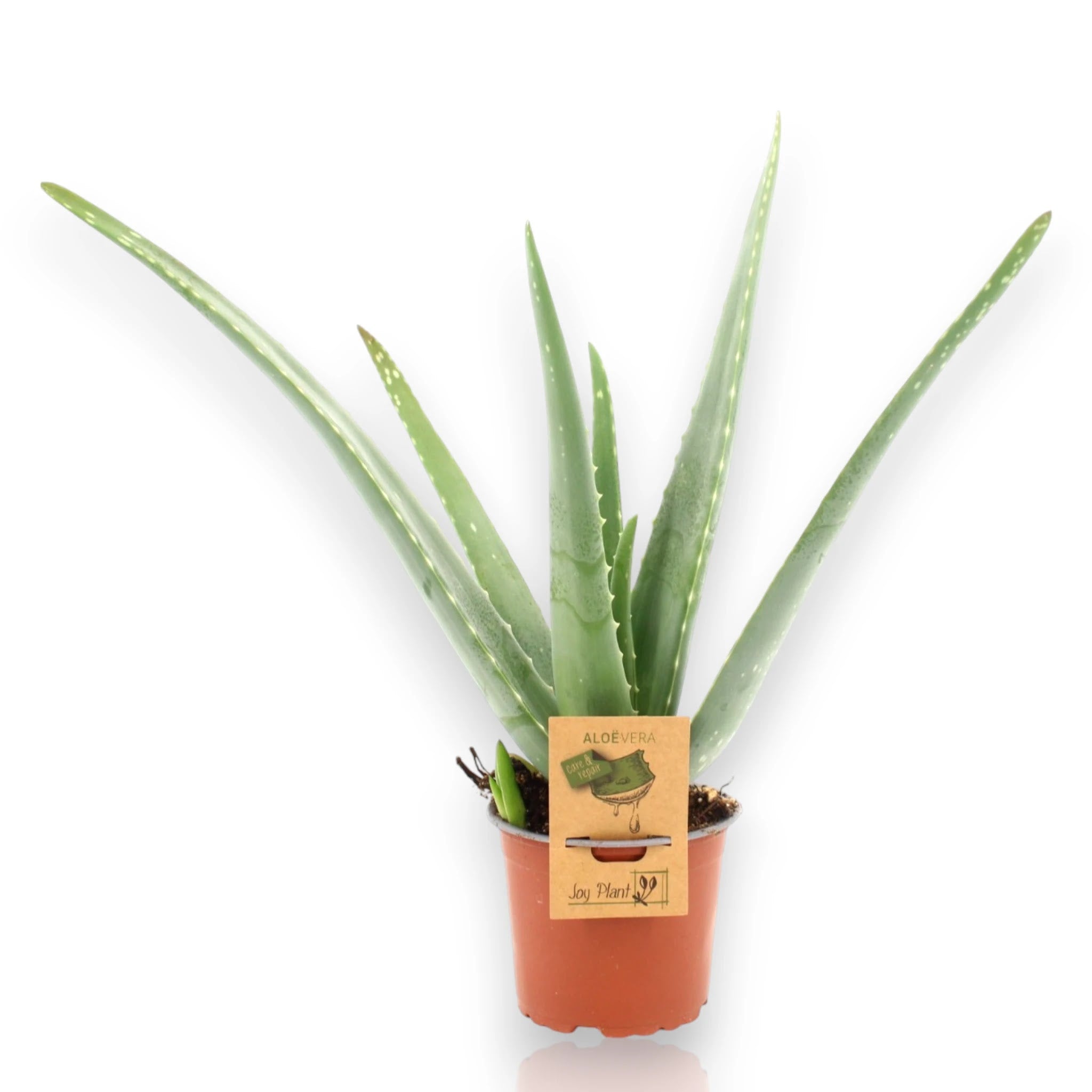 Dettaglio foglia di Aloe vera con margini dentellati e superficie succulenta