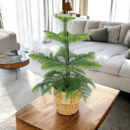Araucaria
