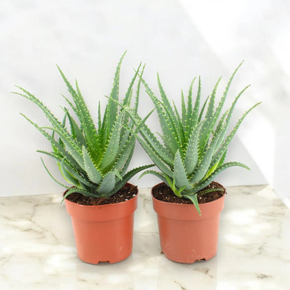 Aloe arborescens