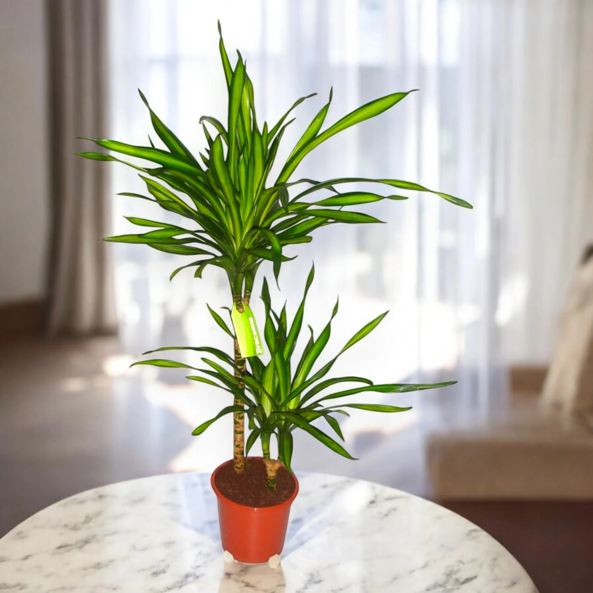 Dracaena fragrans 'Riki'