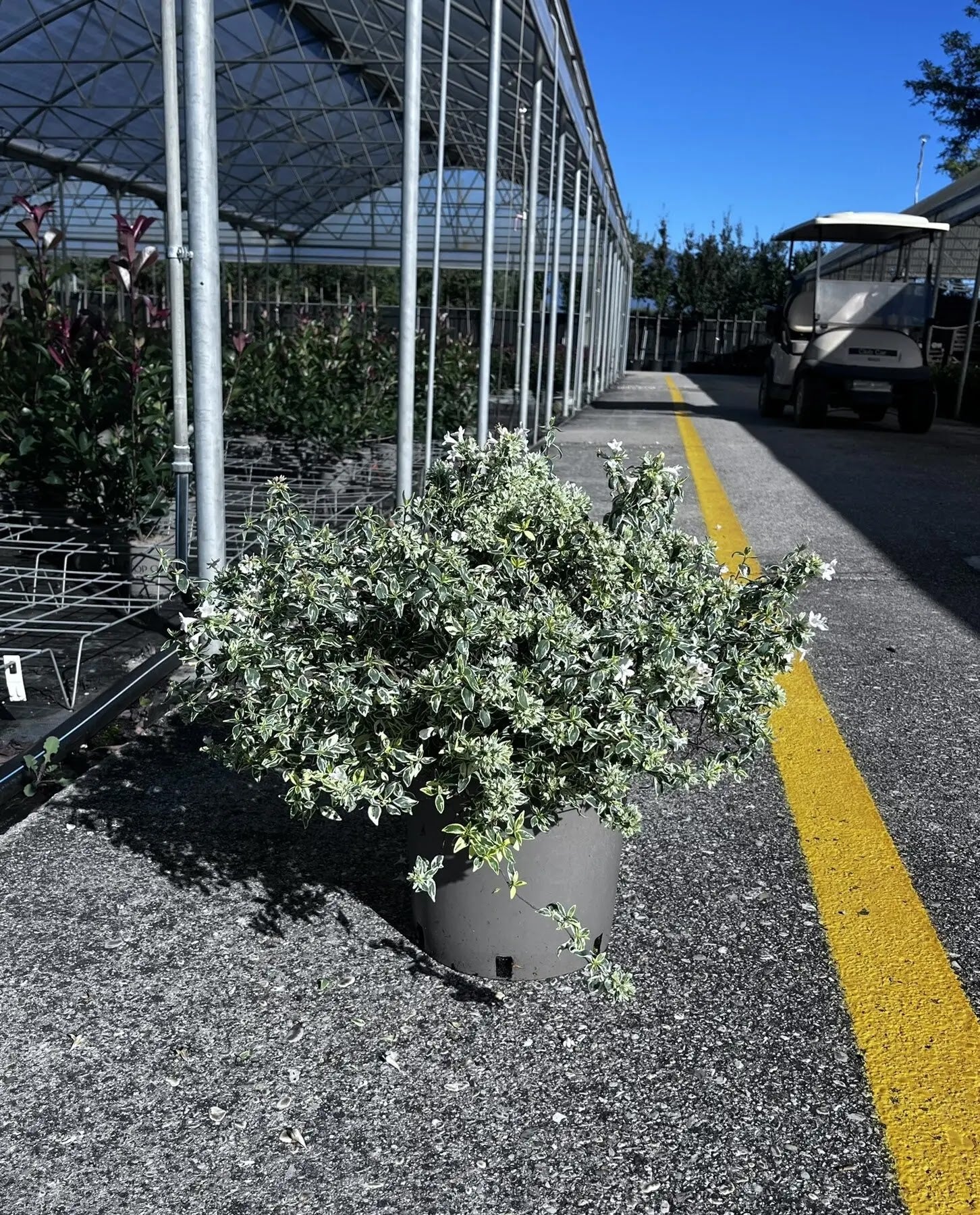 Abelia grandiflora 'Sparkling Silver'