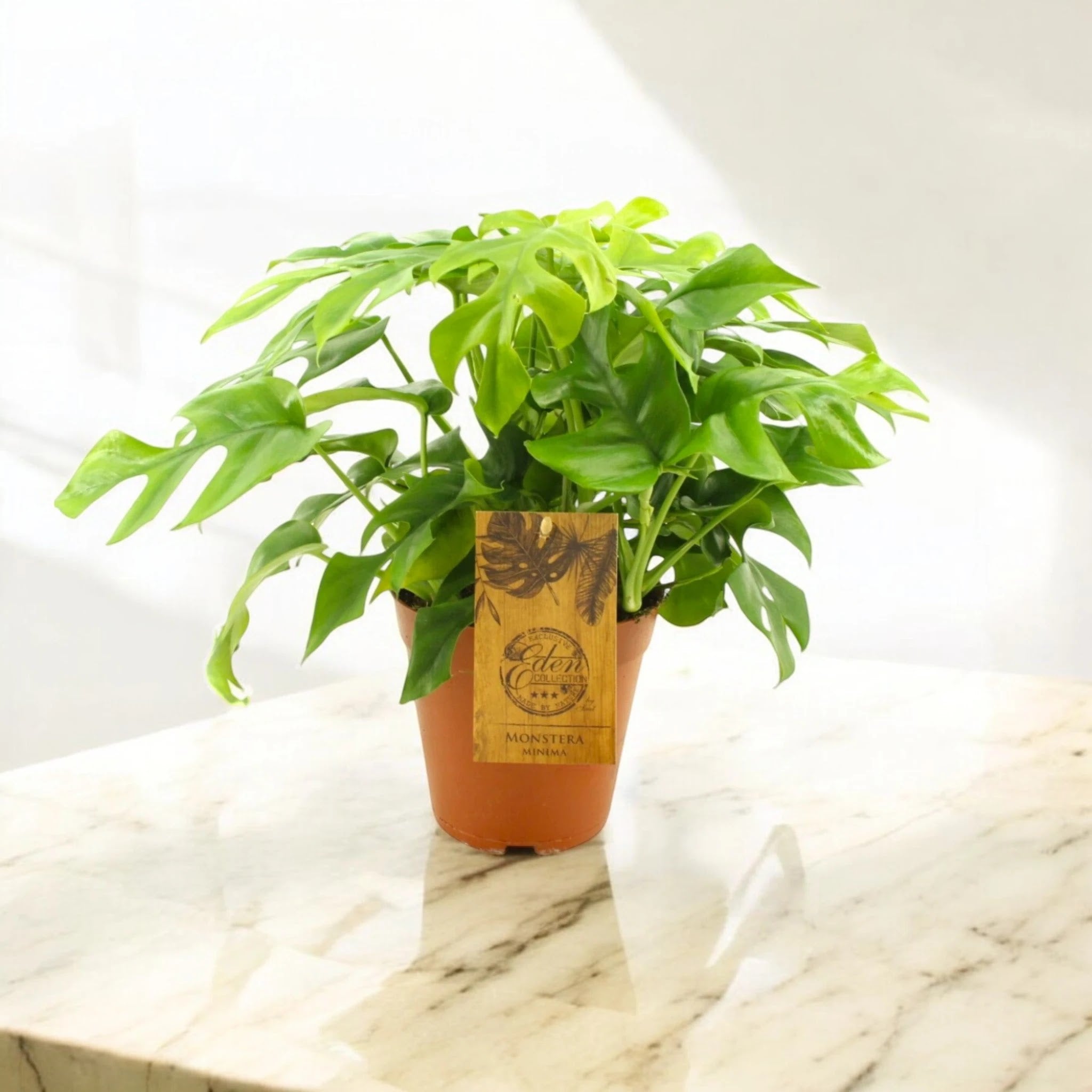 Monstera Minima - Rhaphidophora tetrasperma