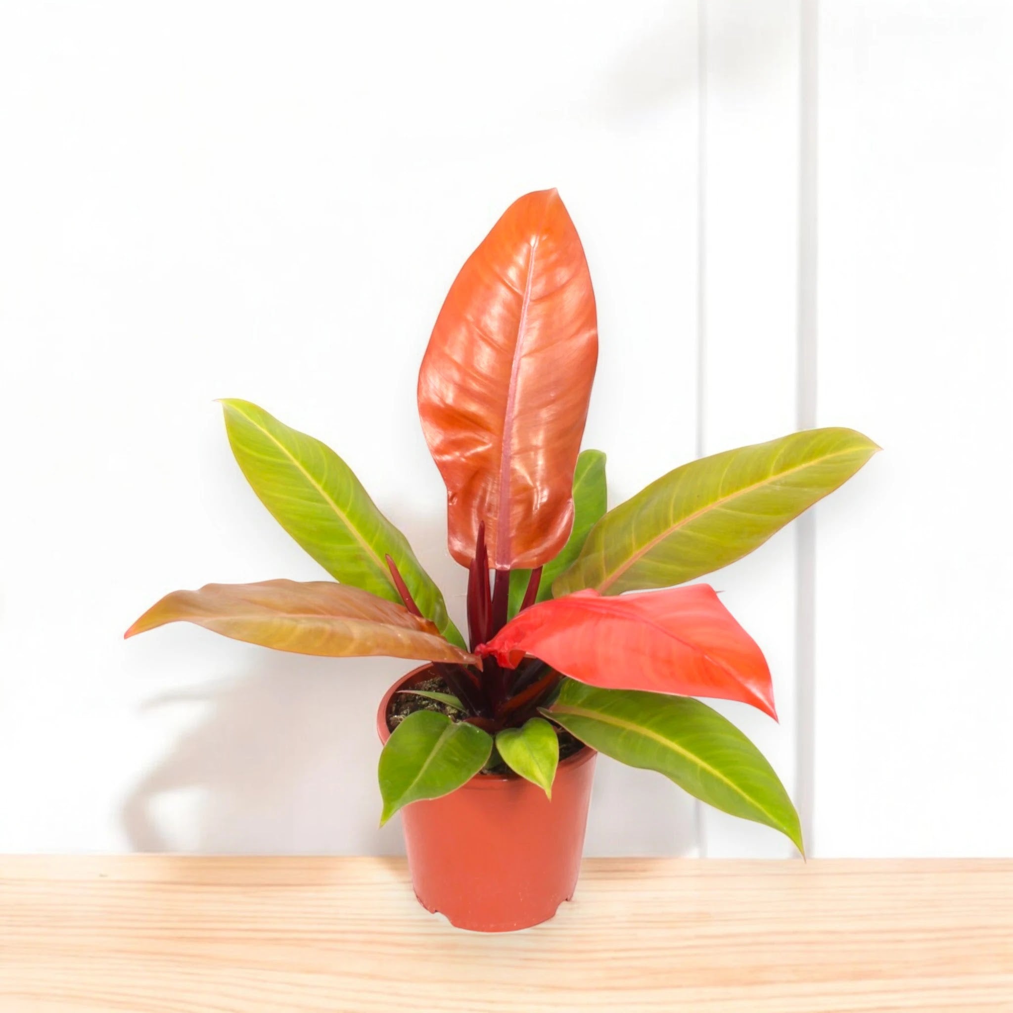 Philodendron 'Prince of orange'