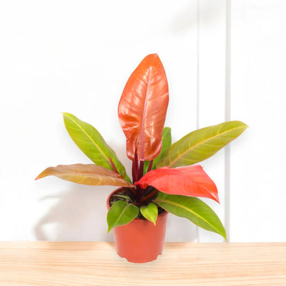 Philodendron 'Prince of orange'