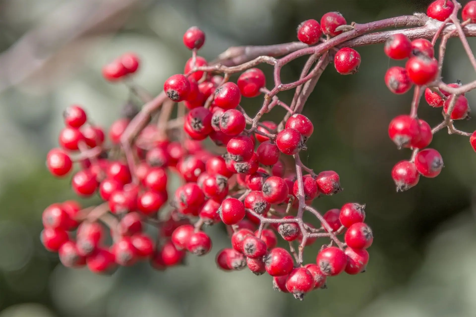 Cotoneaster lacteus