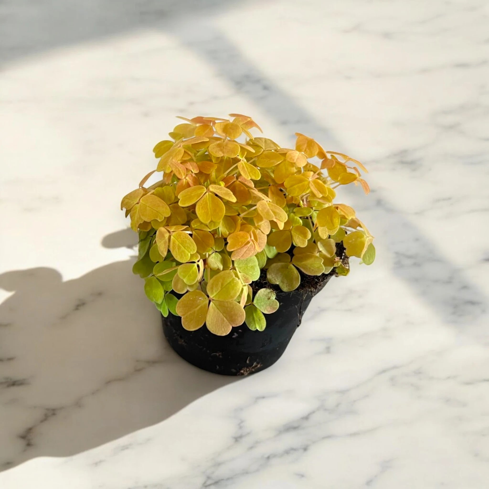 Oxalis triangularis