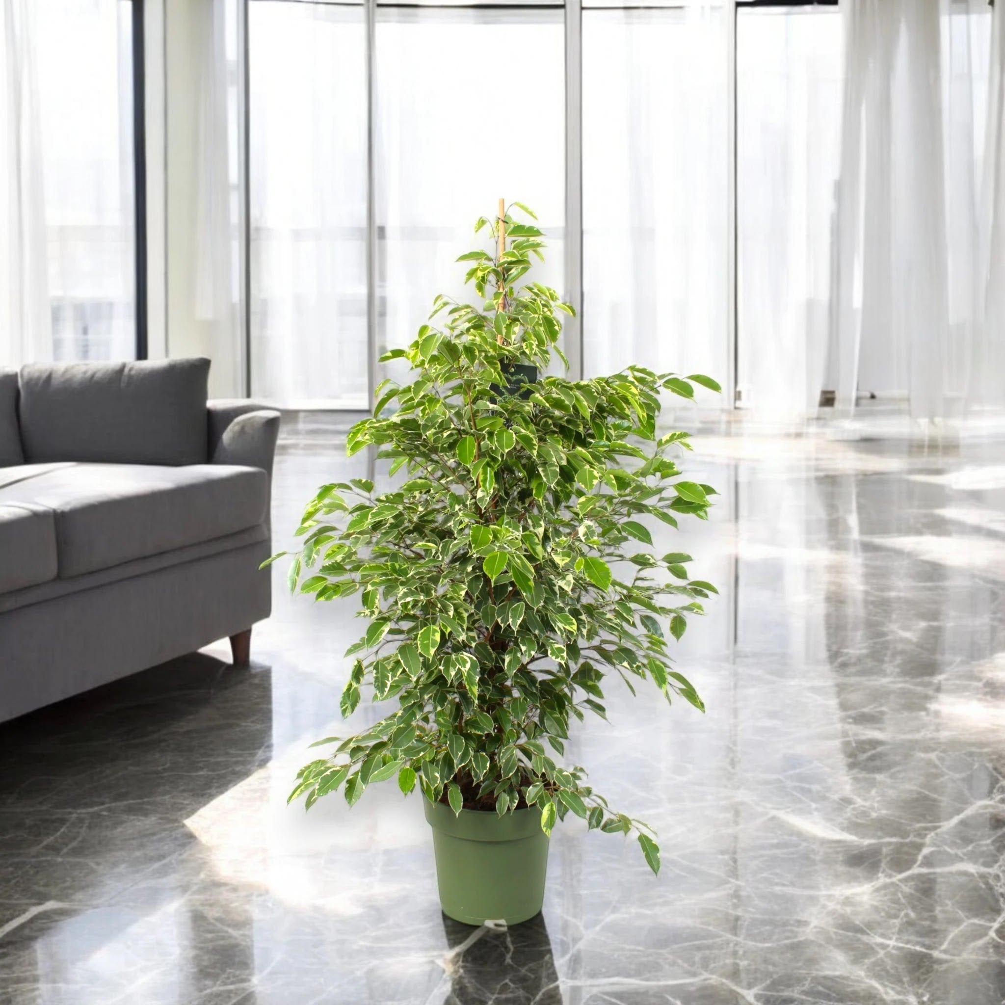 Ficus benjamina 'Golden King'