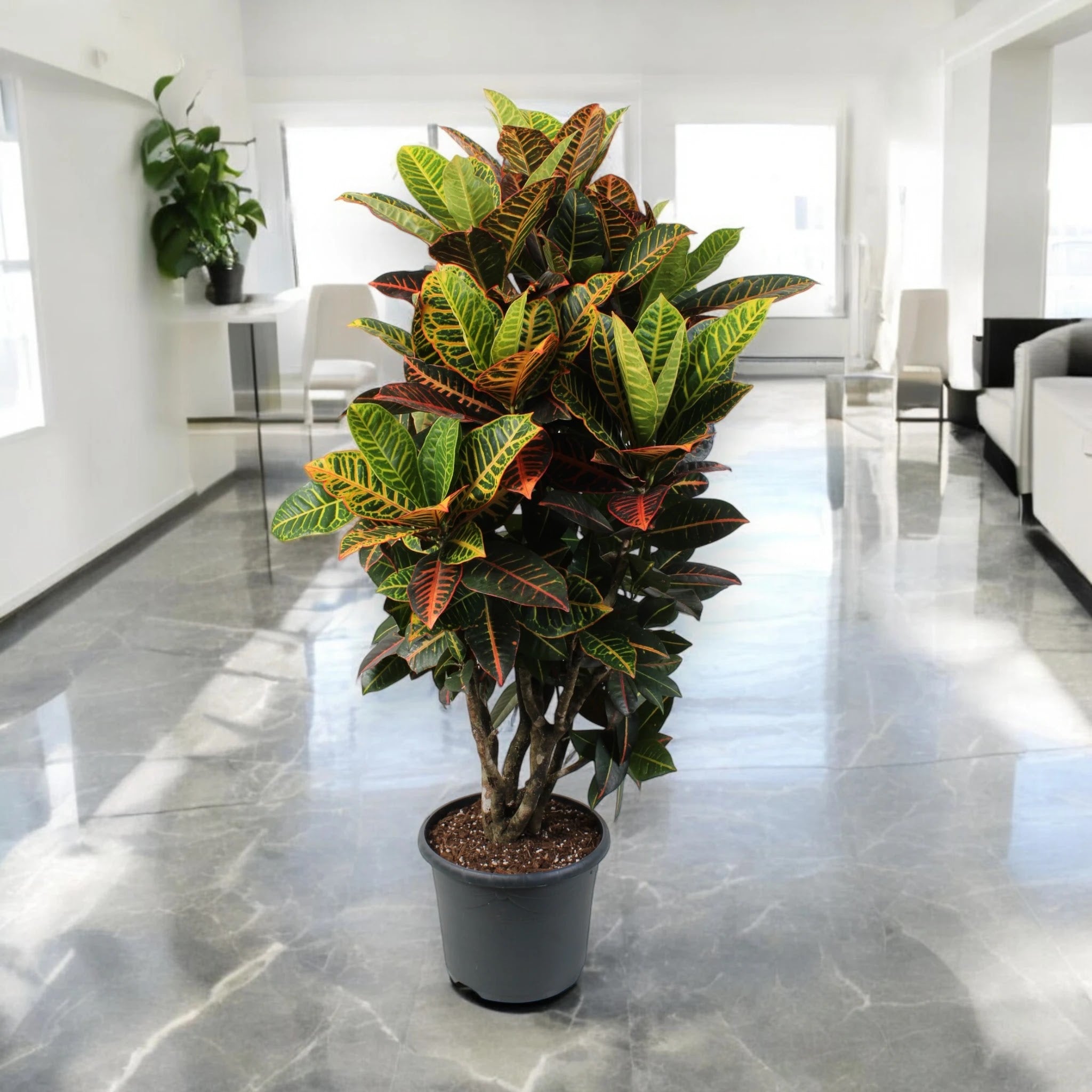 Codiaeum variegatum 'Petra'