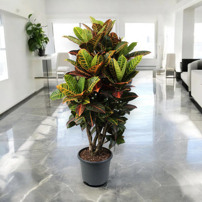 Codiaeum variegatum 'Petra'