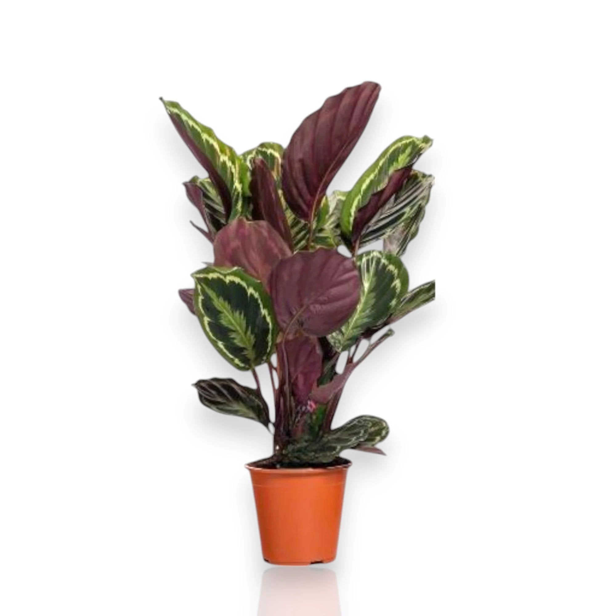 Calathea 'Medallion'
