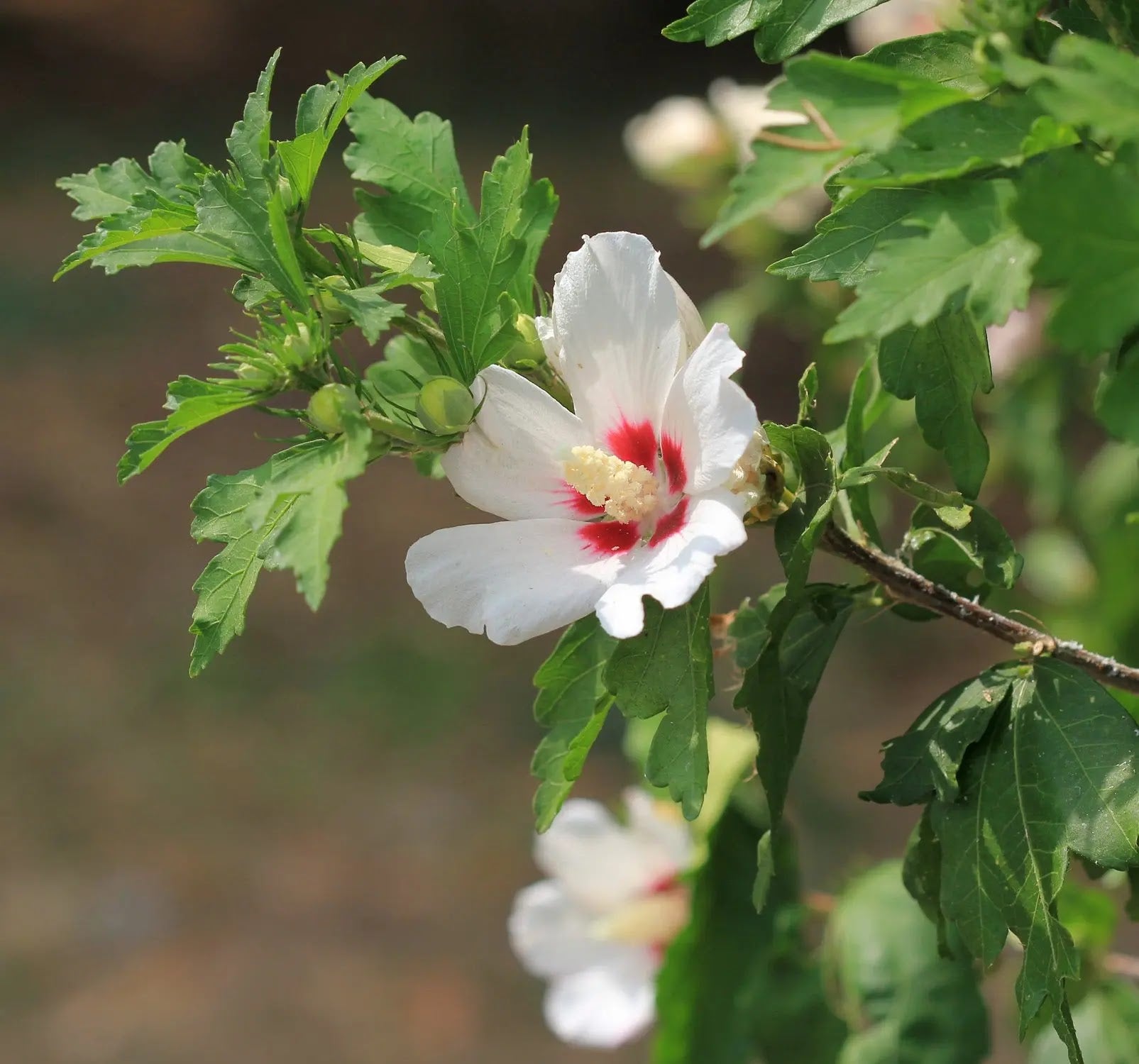 Hibiscus syriacus Heart arbusto fiorito con fiori rosa a forma di cuore in giardino estivo