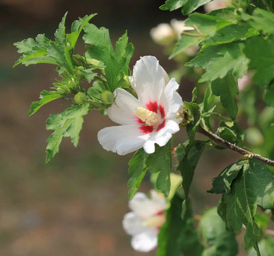 Hibiscus syriacus Heart arbusto fiorito con fiori rosa a forma di cuore in giardino estivo