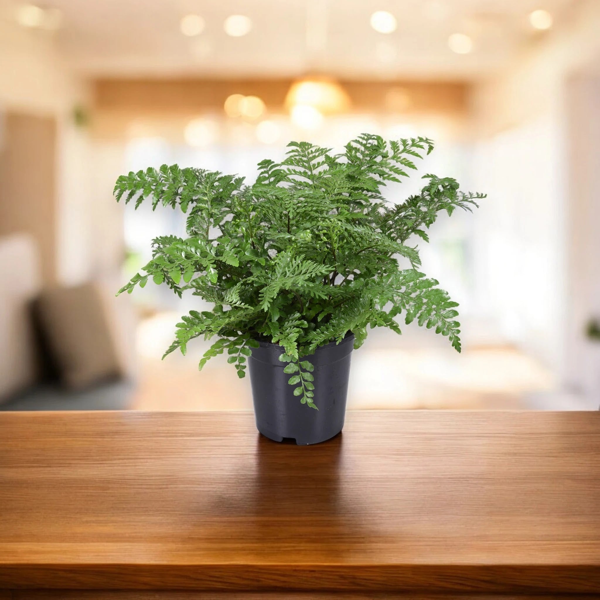 Asplenium parvati