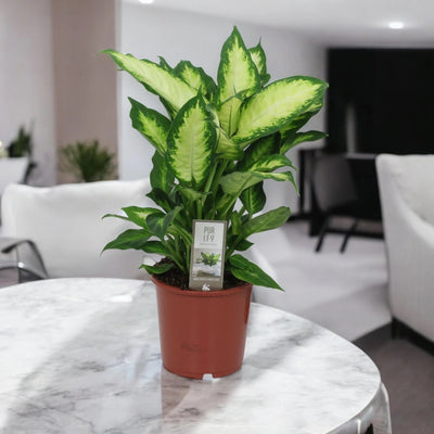 Dieffenbachia 'Camilla'