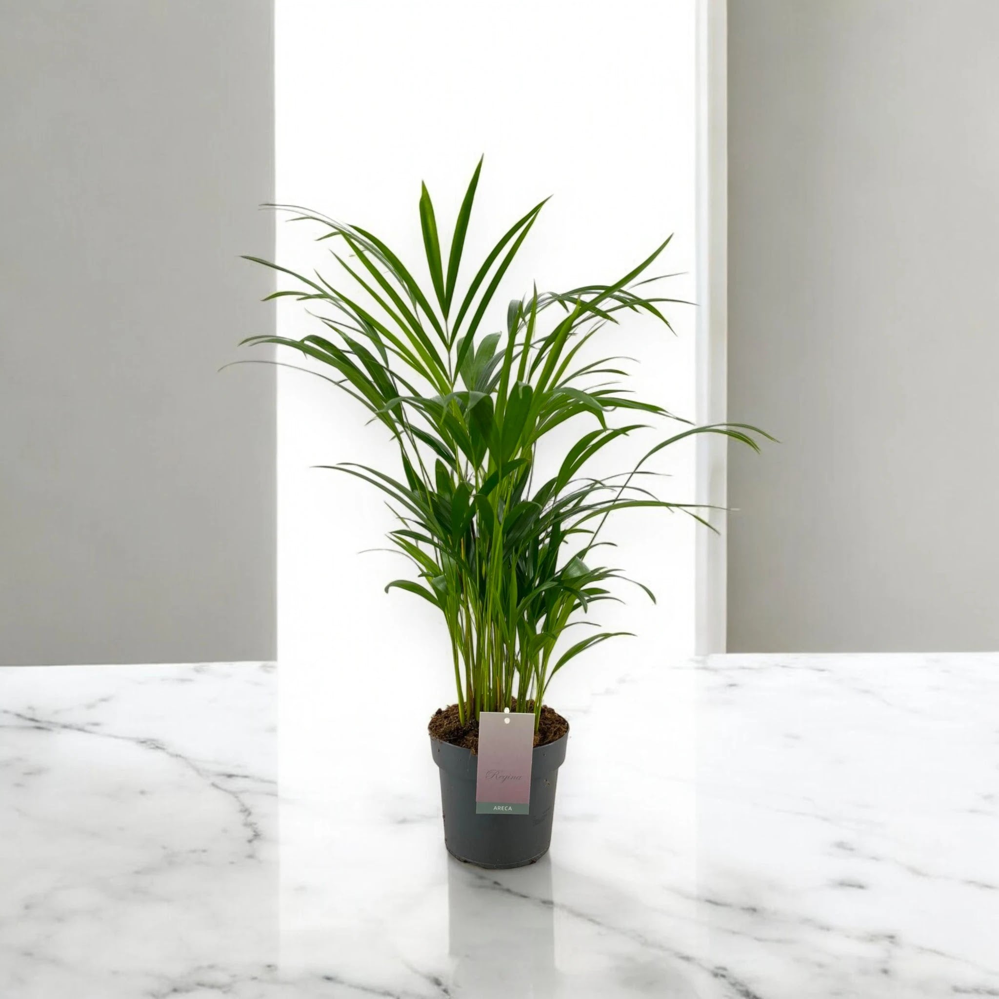 Areca - Dypsis lutescens