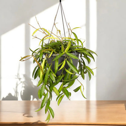 Hoya wayetii