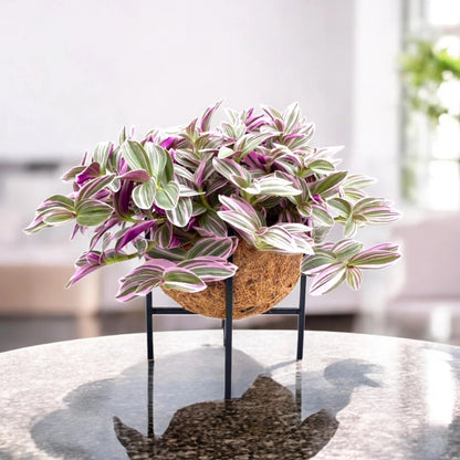 Tradescantia cerinthoides Sweetness