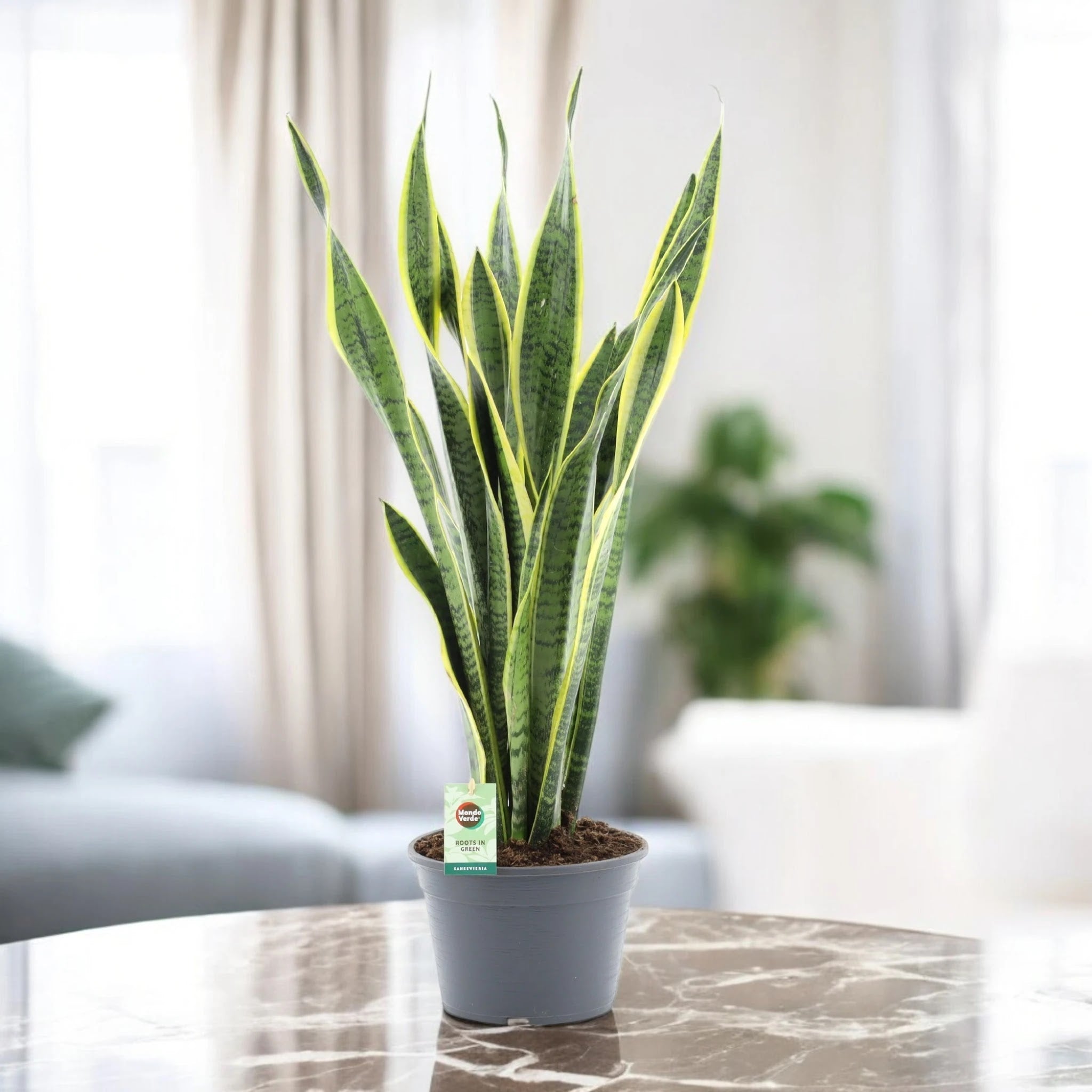 Sansevieria trifasciata 'Laurentii'