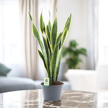 Sansevieria trifasciata 'Laurentii'