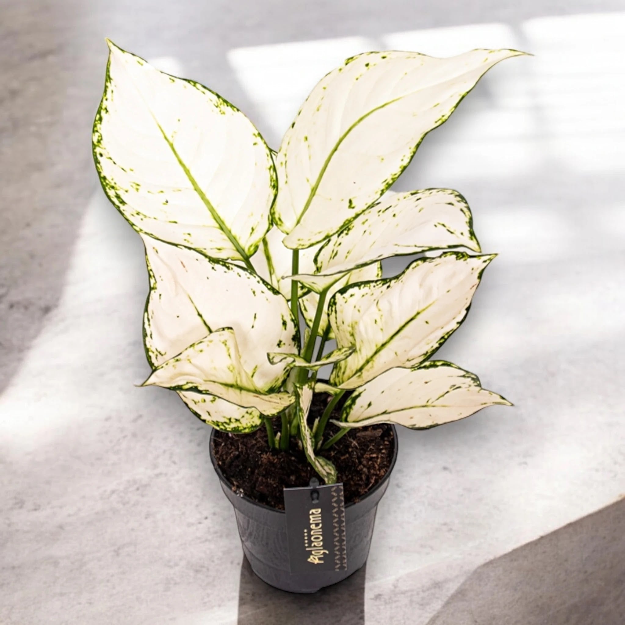 Aglaonema 'White joy'