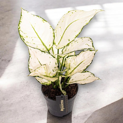 Aglaonema 'White joy'