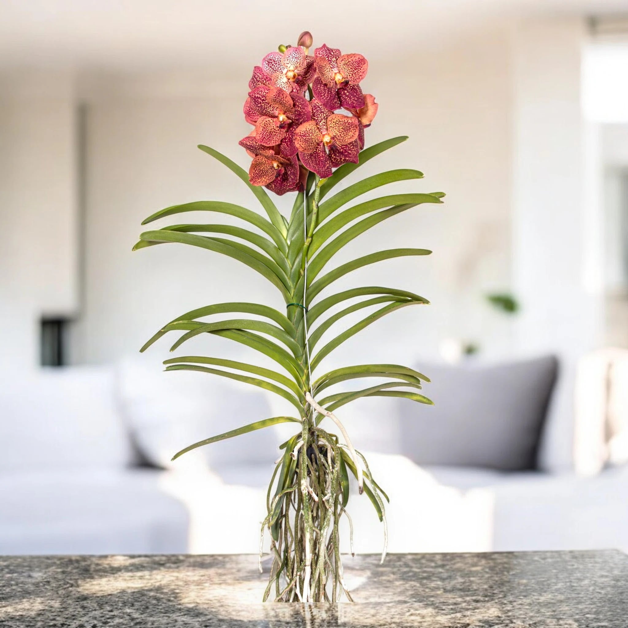 Vanda 'Leopard Coral'