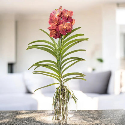 Vanda 'Leopard Coral'