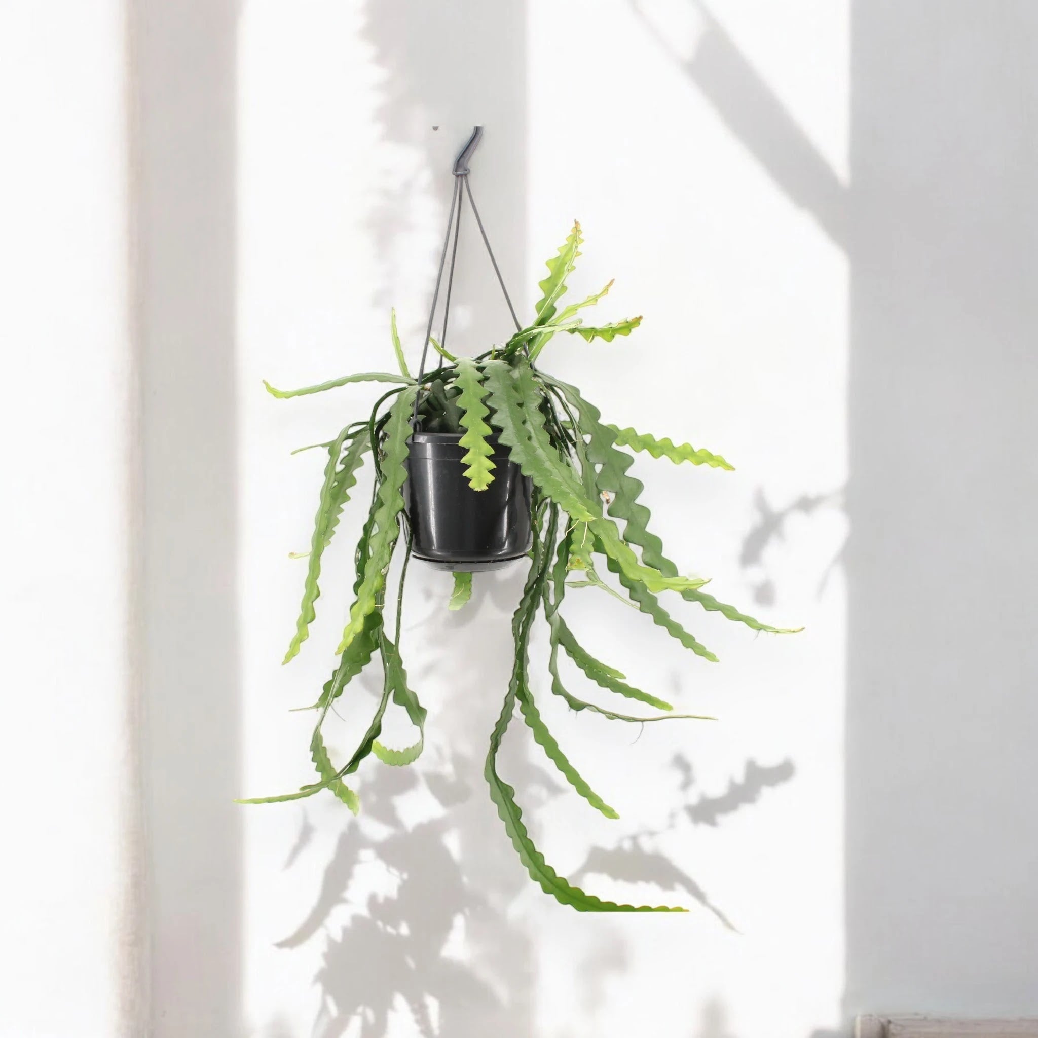 Epiphyllum anthonyanus