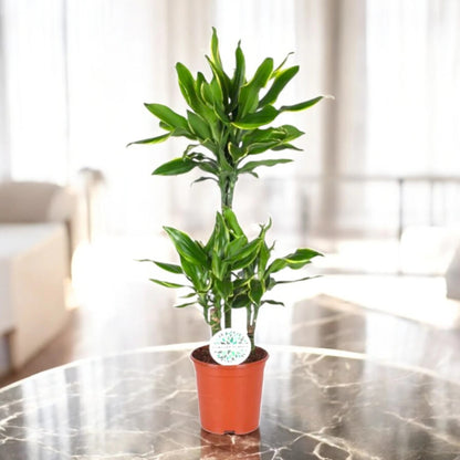 Dracaena fragrans 'Golden coast'
