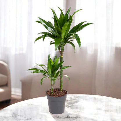 Dracaena fragrans 'Janet craig'