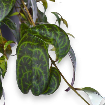 Aeschynanthus marmoratus