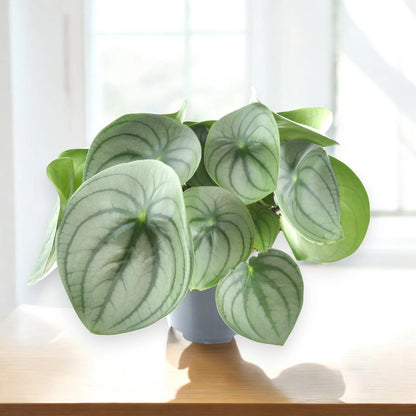 Peperomia watermelon big