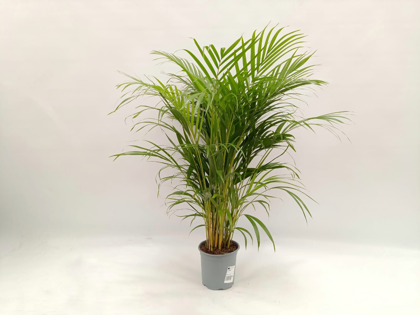 Areca Dypsis lutescens palma da interno con fusti dorati e fronde piumate in vaso decorativo