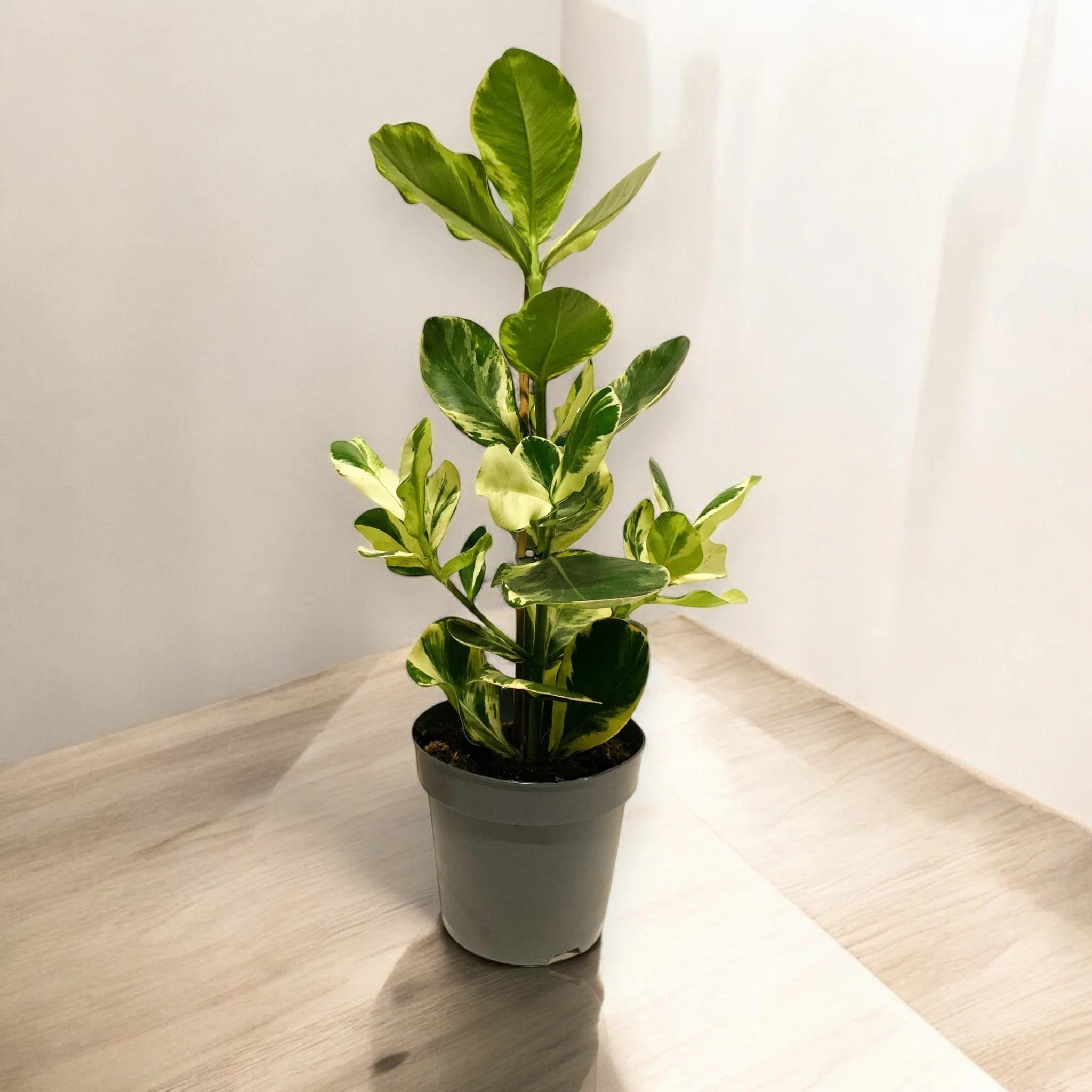 Clusia rosea