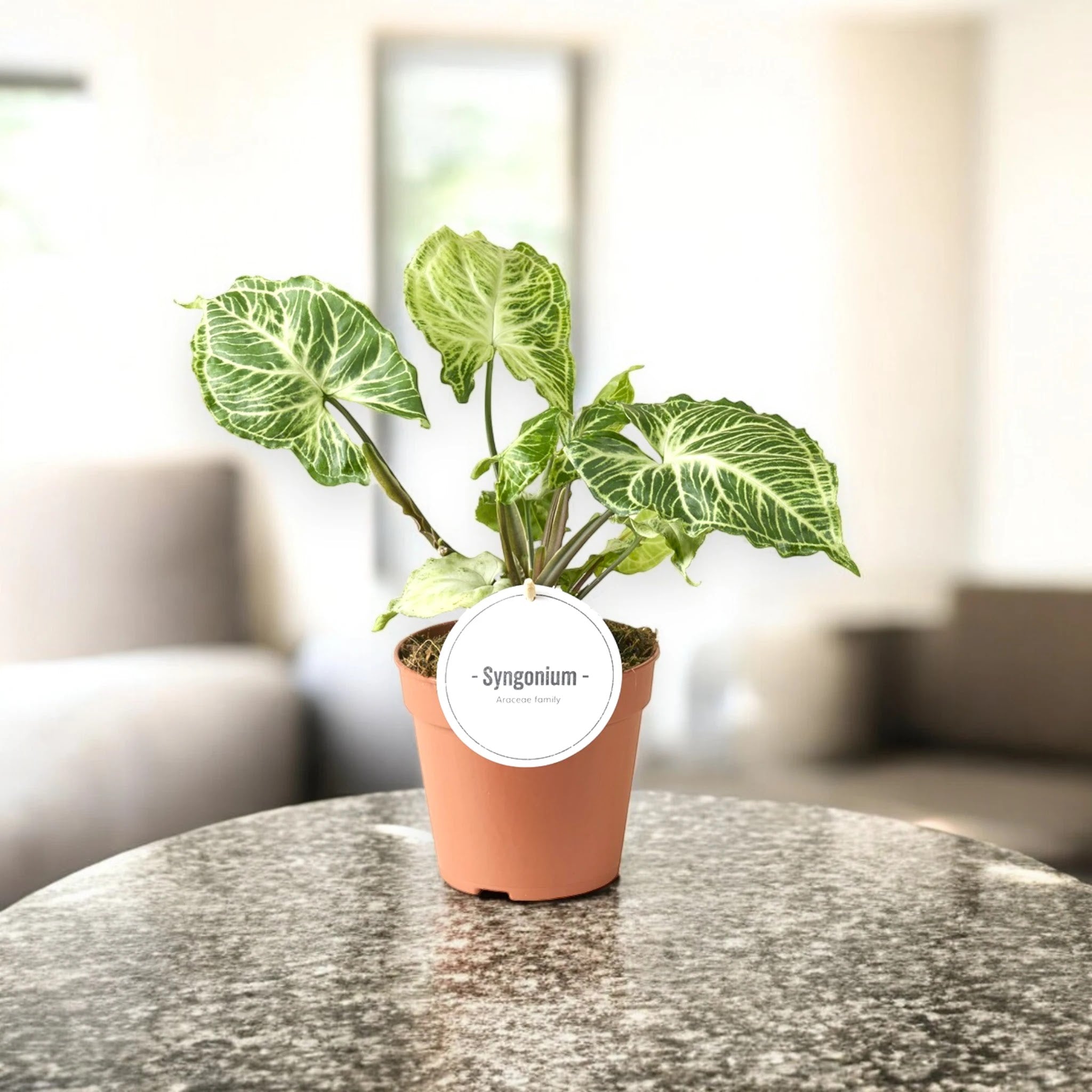 Syngonium 'Batik'
