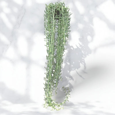 Senecio radicans