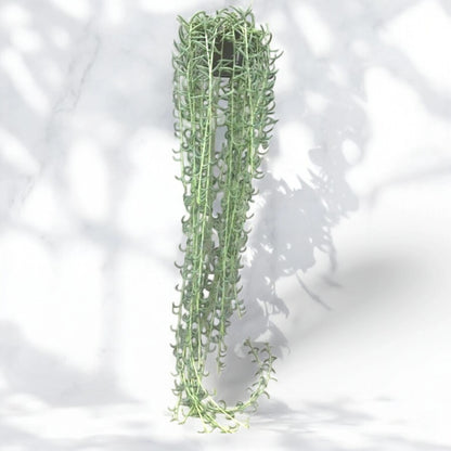 Senecio radicans