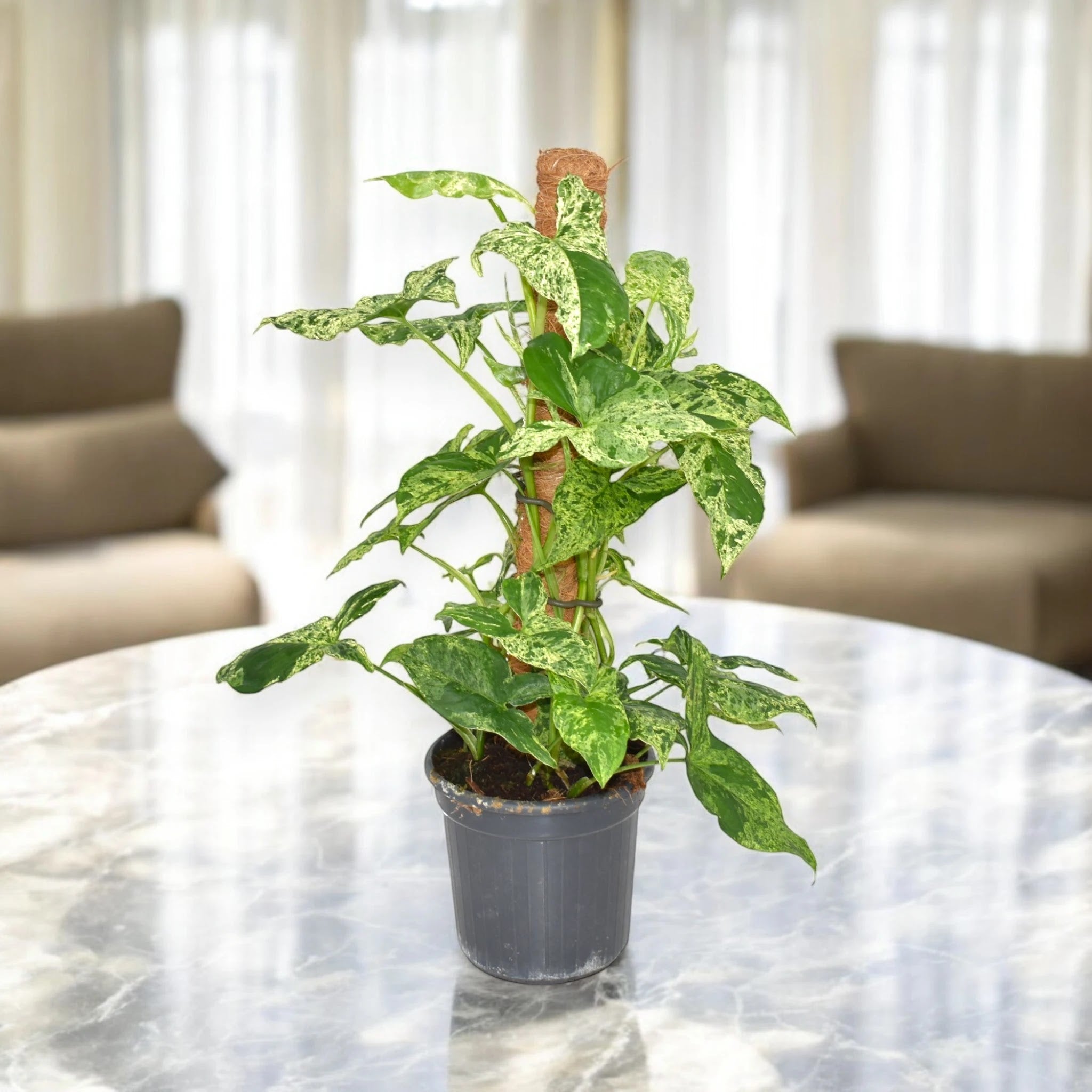Syngonium 'Mottled'