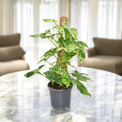 Syngonium 'Mottled'