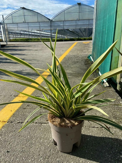 Phormium tenax