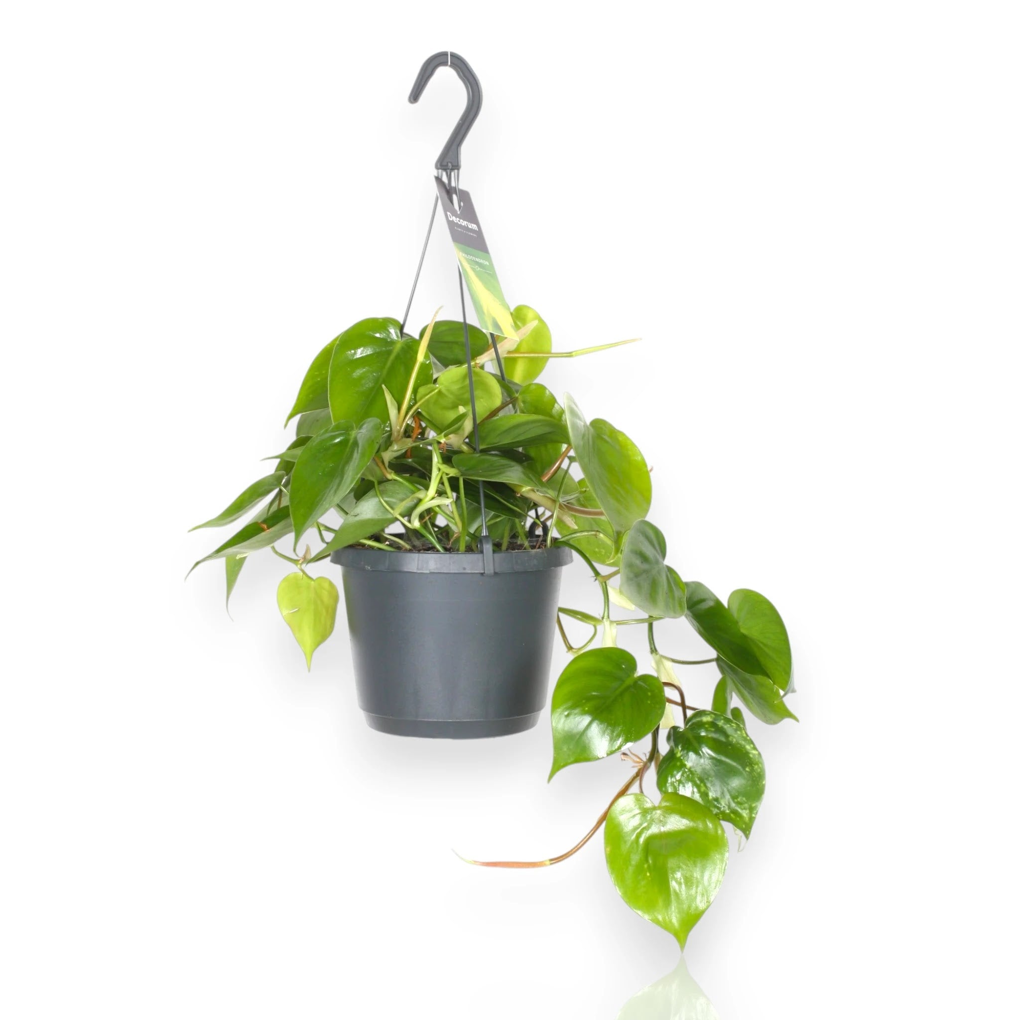 Philodendron scandens