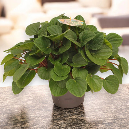 Peperomia albovittata 'Rana verde'