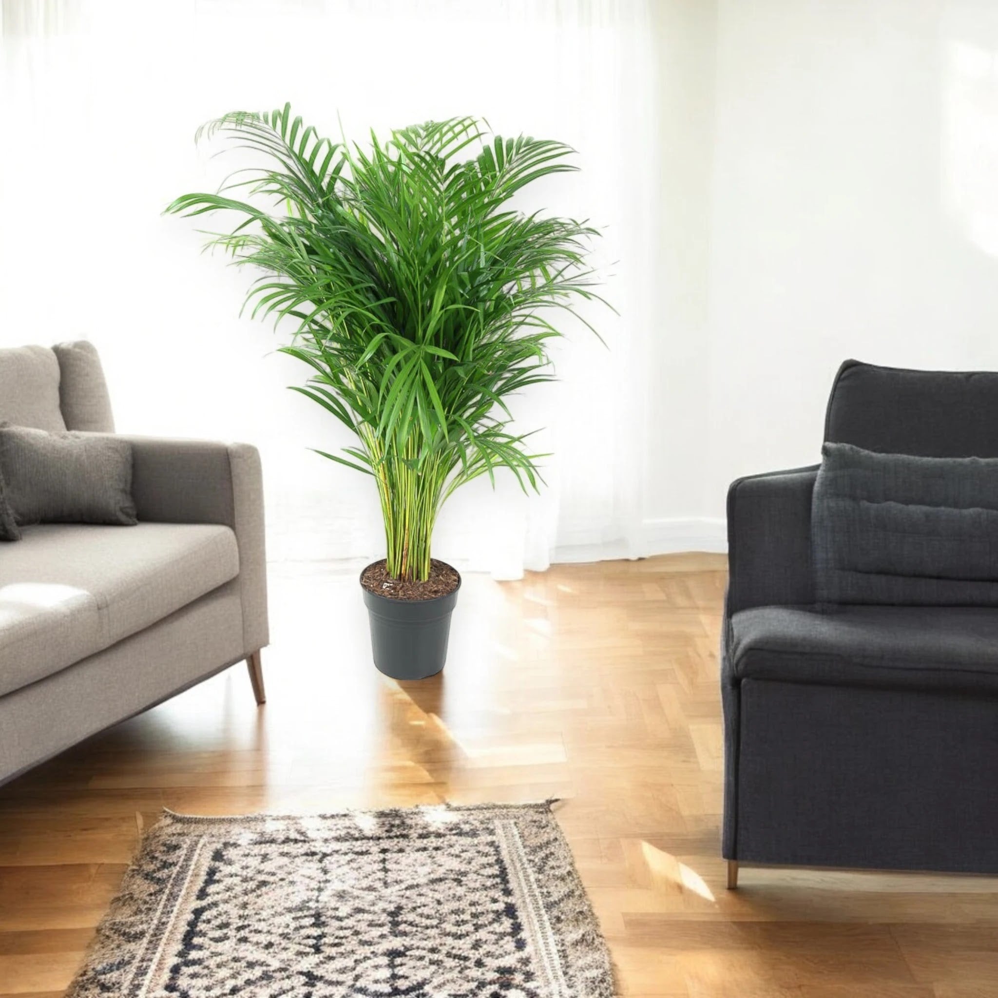 Areca - Dypsis lutescens