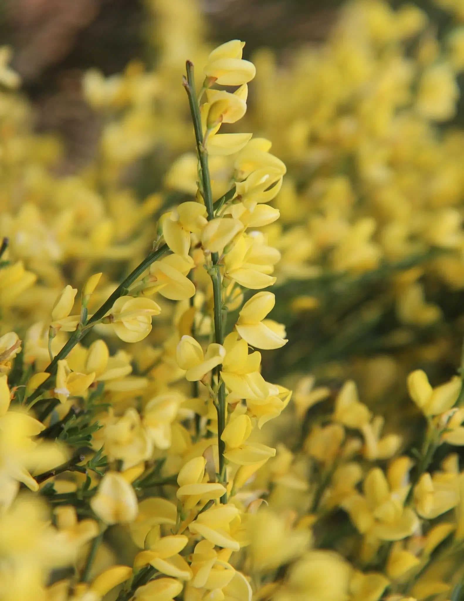 Cytisus scoparius
